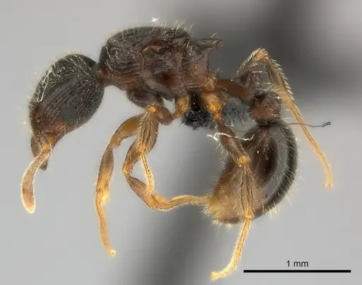 Tetramorium avaratra specimen CASENT0044387 image casent0044387_3