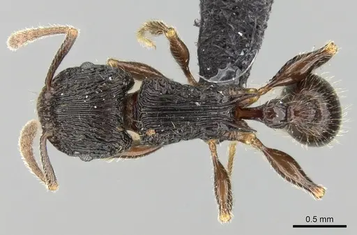 Tetramorium avaratra specimen CASENT0445167 image casent0445167_1