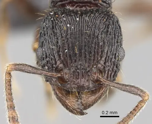 Tetramorium avaratra specimen CASENT0445167 image casent0445167_2