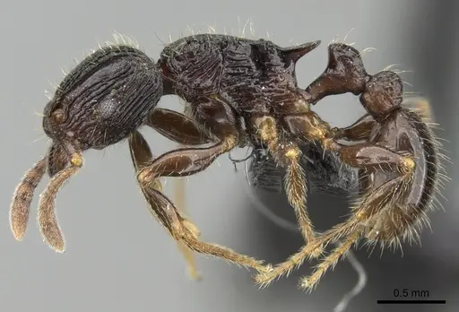 Tetramorium avaratra specimen CASENT0445167 image casent0445167_3