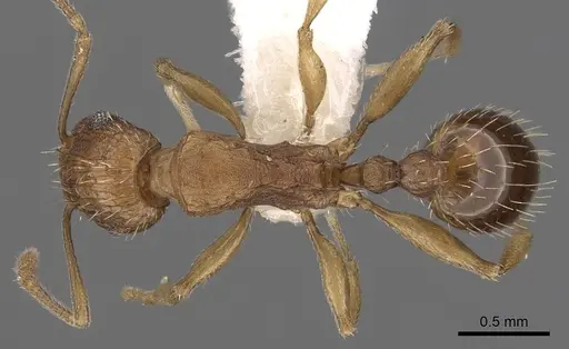 Tetramorium avium specimen CASENT0901191 image casent0901191_1