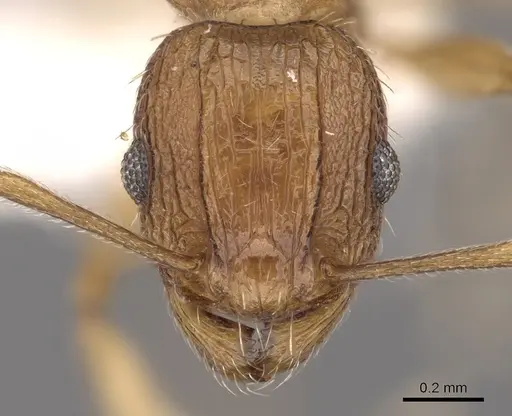 Tetramorium avium specimen CASENT0901191 image casent0901191_2