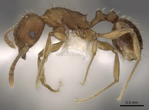 Tetramorium avium specimen CASENT0901191 image casent0901191_3