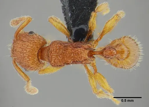 Tetramorium azcatltontlium specimen UFV-LABECOL-001266 image ufv-labecol-001266_1