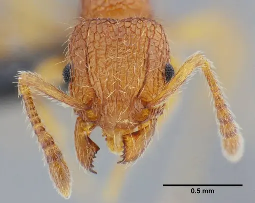 Tetramorium azcatltontlium specimen UFV-LABECOL-001266 image ufv-labecol-001266_2