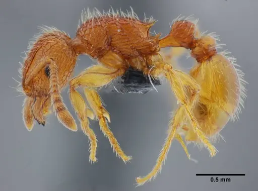Tetramorium azcatltontlium specimen UFV-LABECOL-001266 image ufv-labecol-001266_3