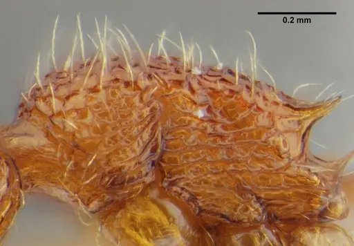 Tetramorium azcatltontlium specimen UFV-LABECOL-001266 image ufv-labecol-001266_4