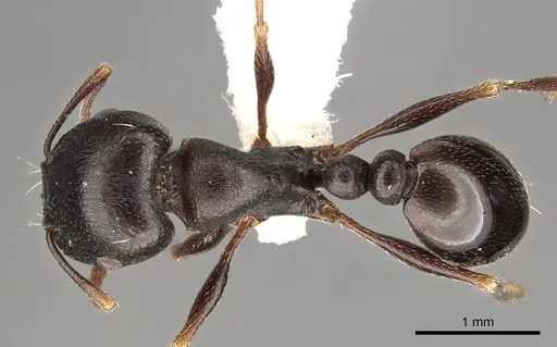 Tetramorium barbigerum specimen CASENT0901181 image casent0901181_1