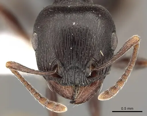 Tetramorium barbigerum specimen CASENT0901181 image casent0901181_2