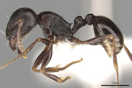 Tetramorium barbigerum specimen CASENT0901181 image casent0901181_3