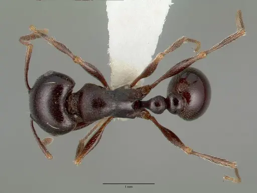 Tetramorium barbigerum specimen CASTYPE13386 image castype13386_1