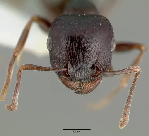 Tetramorium barbigerum specimen CASTYPE13386 image castype13386_2