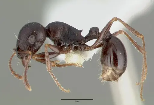 Tetramorium barbigerum specimen CASTYPE13386 image castype13386_3