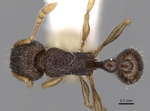 Tetramorium barryi specimen CASENT0280889 image casent0280889_1