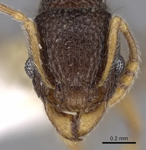 Tetramorium barryi specimen CASENT0280889 image casent0280889_2