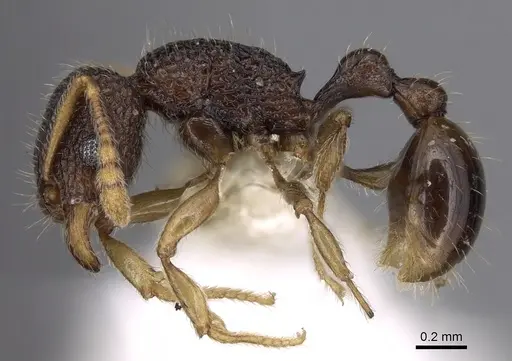Tetramorium barryi specimen CASENT0280889 image casent0280889_3