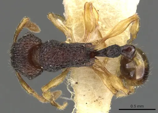 Tetramorium basum specimen CASENT0901082 image casent0901082_1