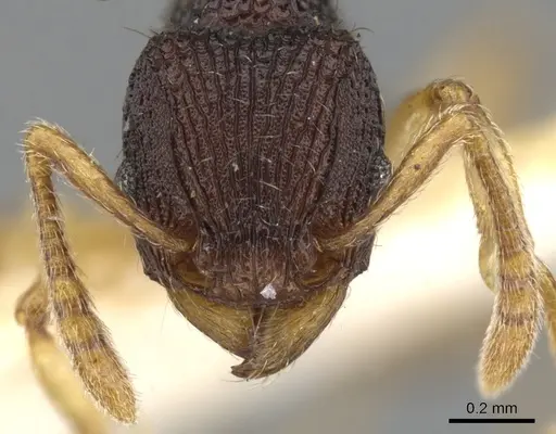 Tetramorium basum specimen CASENT0901082 image casent0901082_2