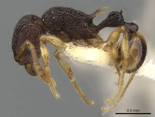Tetramorium basum specimen CASENT0901082 image casent0901082_3