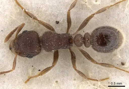 Tetramorium baufra specimen CASENT0901134 image casent0901134_1