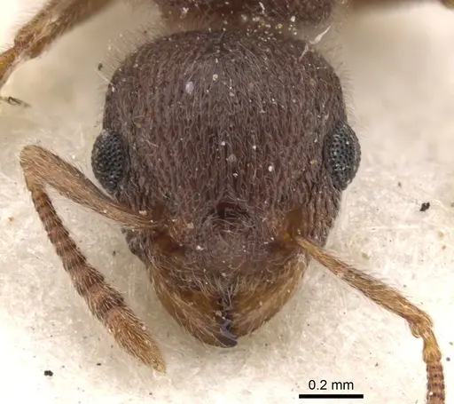 Tetramorium baufra specimen CASENT0901134 image casent0901134_2