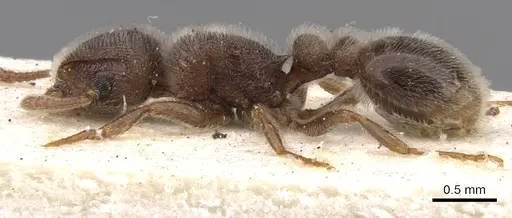 Tetramorium baufra specimen CASENT0901134 image casent0901134_3