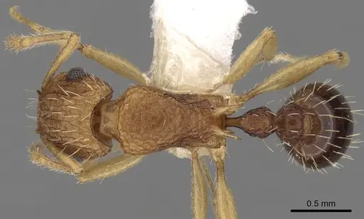 Tetramorium belgaense specimen CASENT0280882 image casent0280882_1