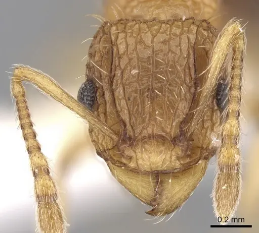 Tetramorium belgaense specimen CASENT0280882 image casent0280882_2