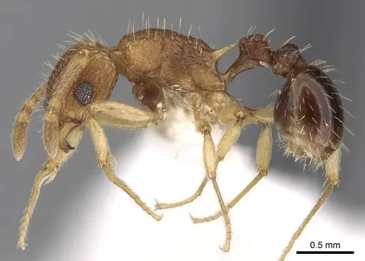 Tetramorium belgaense specimen CASENT0280882 image casent0280882_3