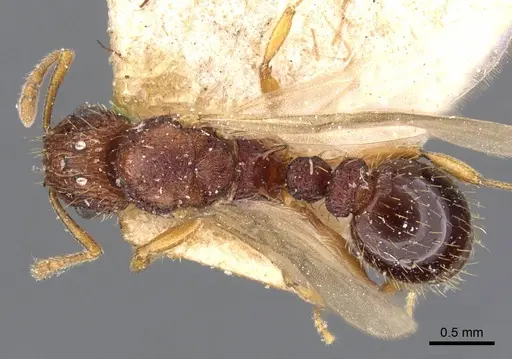 Tetramorium belgaense specimen CASENT0909185 image casent0909185_1