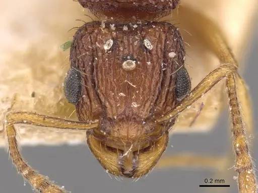 Tetramorium belgaense specimen CASENT0909185 image casent0909185_2