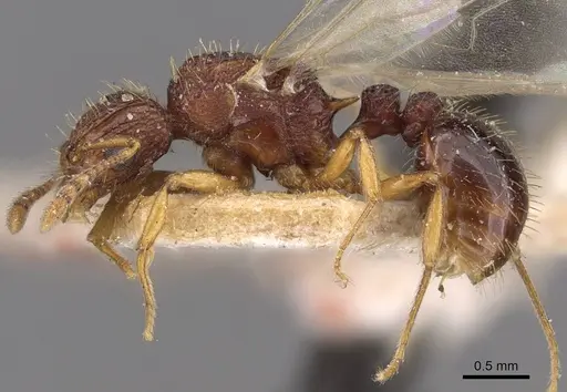 Tetramorium belgaense specimen CASENT0909185 image casent0909185_3