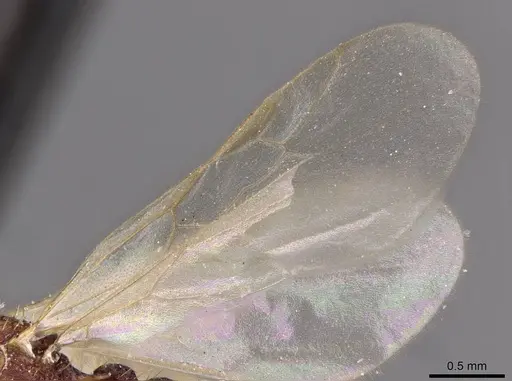 Tetramorium belgaense specimen CASENT0909185 image casent0909185_4