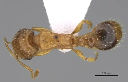 Tetramorium bellerophoni specimen CASENT0922694 image casent0922694_1