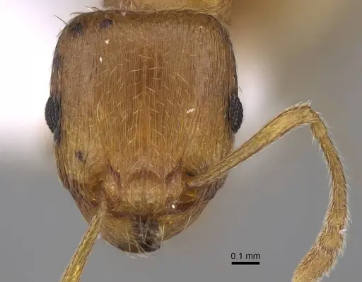 Tetramorium bellerophoni specimen CASENT0922694 image casent0922694_2