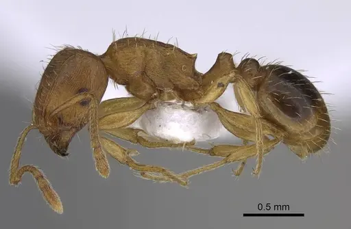 Tetramorium bellerophoni specimen CASENT0922694 image casent0922694_3