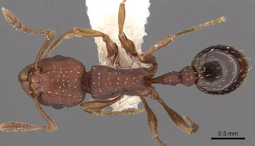 Tetramorium bellicosum specimen CASENT0901203 image casent0901203_1