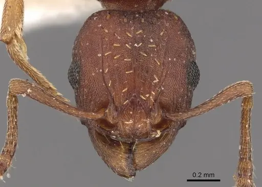 Tetramorium bellicosum specimen CASENT0901203 image casent0901203_2