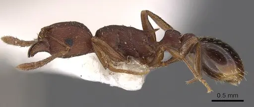 Tetramorium bellicosum specimen CASENT0901203 image casent0901203_3
