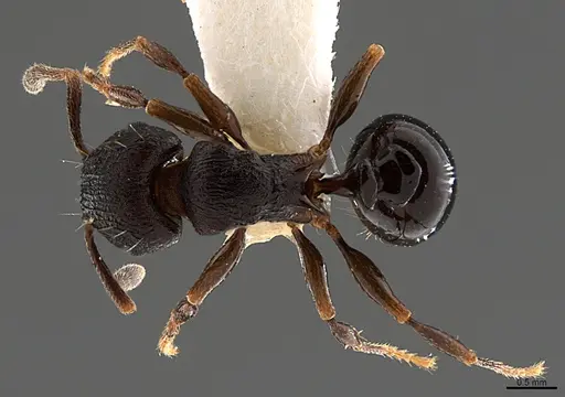 Tetramorium bendai specimen CASENT0217328 image casent0217328_1