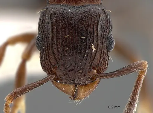 Tetramorium bendai specimen CASENT0217328 image casent0217328_2