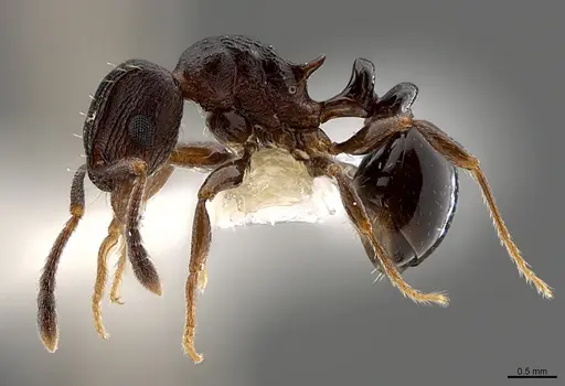 Tetramorium bendai specimen CASENT0217328 image casent0217328_3
