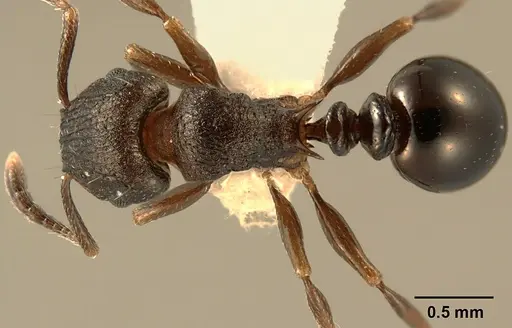 Tetramorium bendai specimen ZFMKHYM20096204 image zfmkhym20096204_1