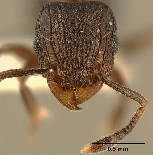 Tetramorium bendai specimen ZFMKHYM20096204 image zfmkhym20096204_2