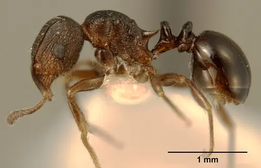 Tetramorium bendai specimen ZFMKHYM20096204 image zfmkhym20096204_3