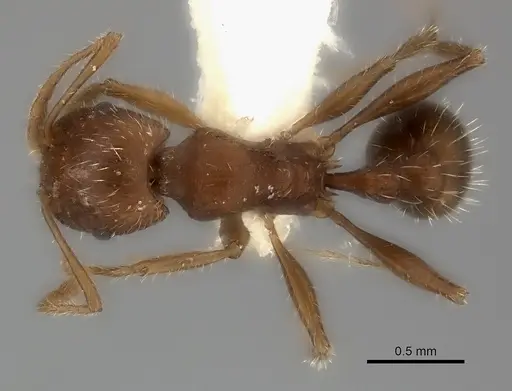 Tetramorium bequaerti specimen CASENT0217960 image casent0217960_1