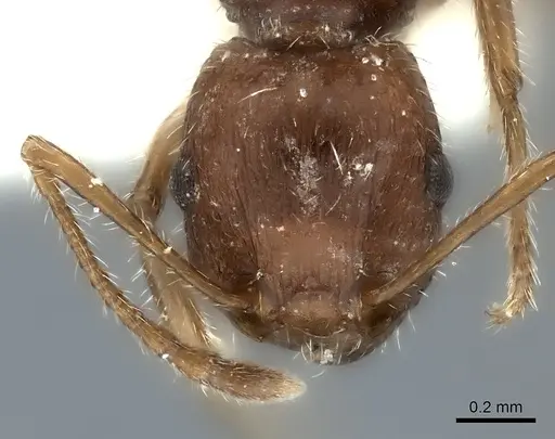 Tetramorium bequaerti specimen CASENT0217960 image casent0217960_2