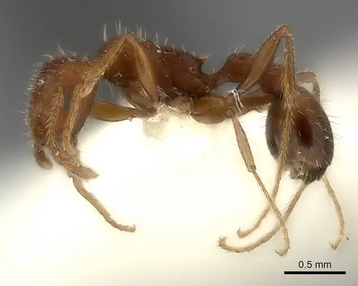 Tetramorium bequaerti specimen CASENT0217960 image casent0217960_3