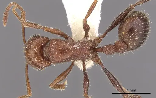 Tetramorium bequaerti specimen CASENT0901248 image casent0901248_1