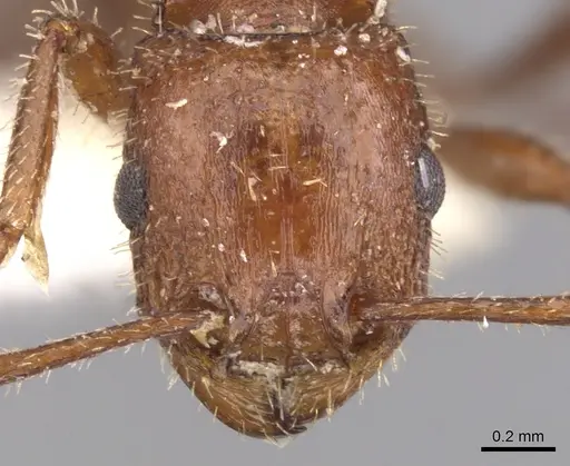 Tetramorium bequaerti specimen CASENT0901248 image casent0901248_2